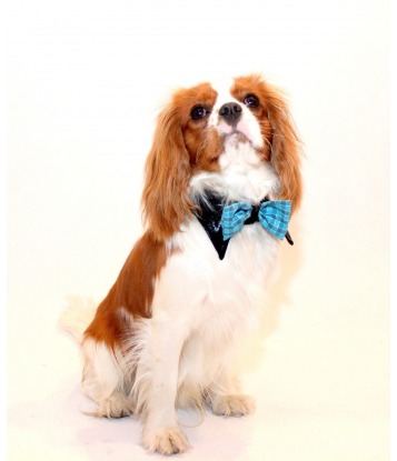 Dog's bow tie