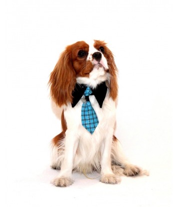 Dog's tie