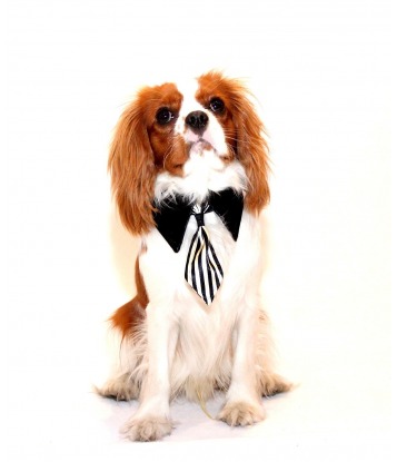 Dog's tie