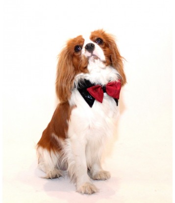 Dog's bow tie