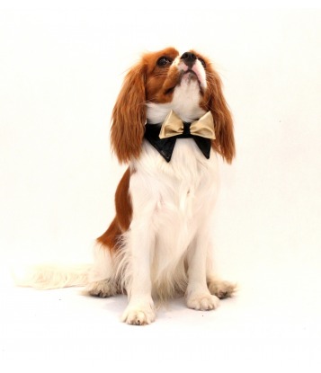 Golden dog's bow tie
